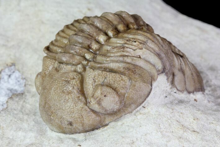 Bargain, Lochovella (Reedops) Trilobite - Oklahoma #68615